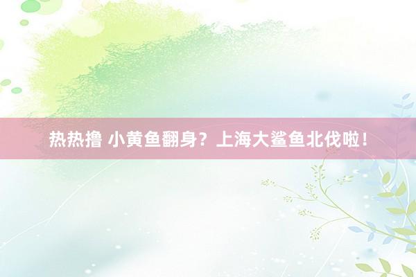 热热撸 小黄鱼翻身？上海大鲨鱼北伐啦！